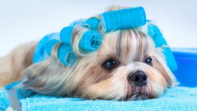 White Monkey - Fryzjer Dla Psów